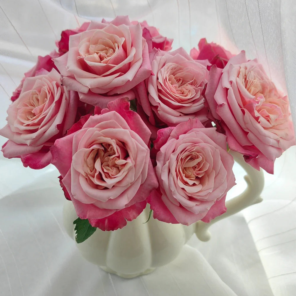 Alter Ego French Florist Shrub Rose