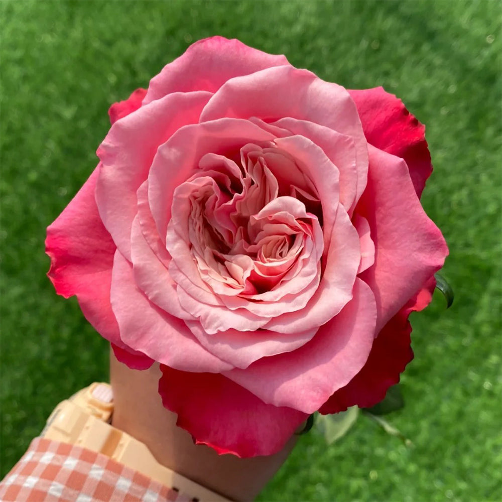 よ*ん様 ❤️開花株❤️BRIAR ROSE同一交配930Ash【ASHWOOD Garden Rose Keira (David Austin) - PetalDriven