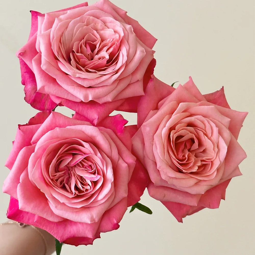 rose rose✨ French Florist Shrub Rose Inspired by Alter Ego – Highgarden Roses