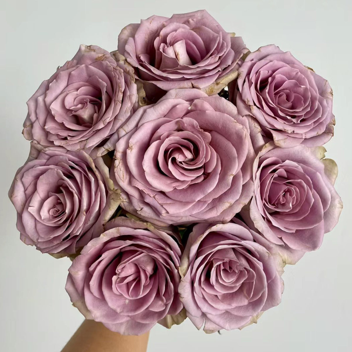 Amnesia rose discount