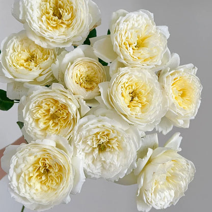 Amnesty International French Florist Climbing Rose