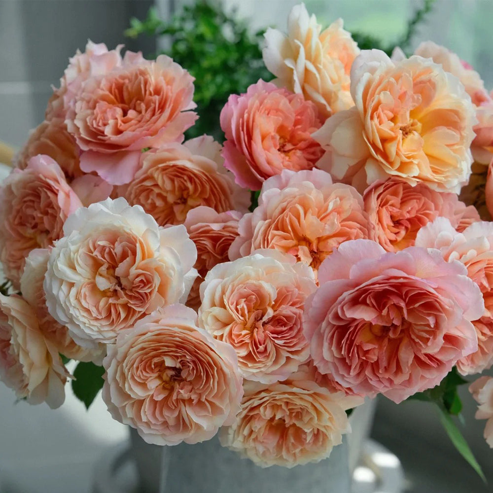 André Turcat French Florist Shrub Rose