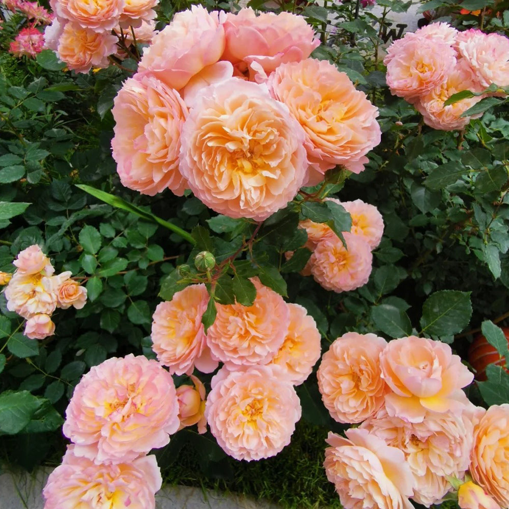 André Turcat French Florist Shrub Rose