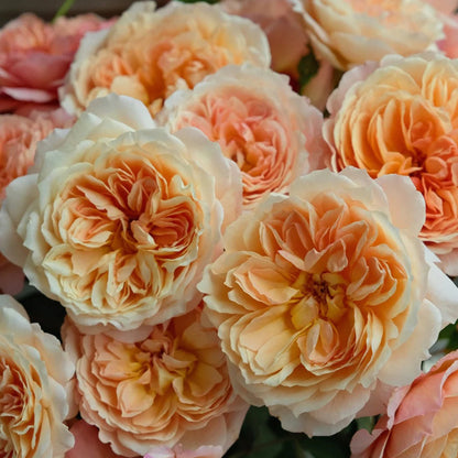 André Turcat French Florist Shrub Rose