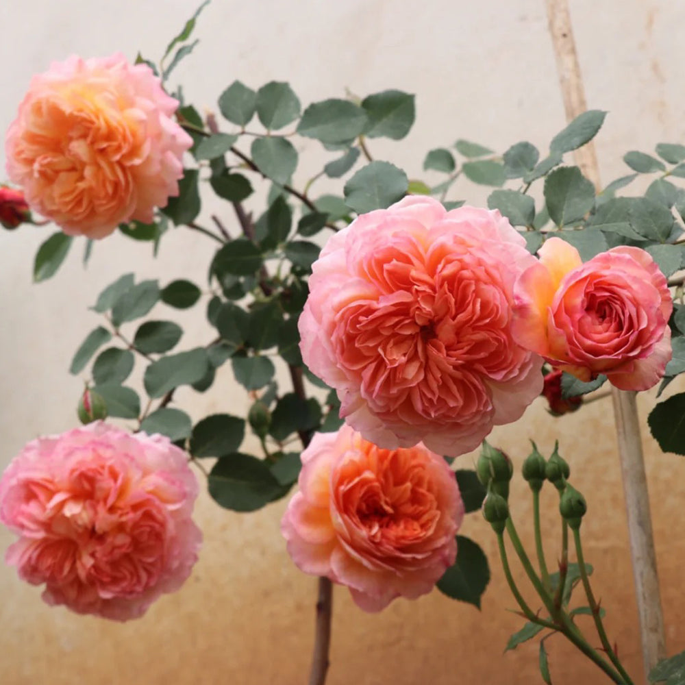 André Turcat French Florist Shrub Rose