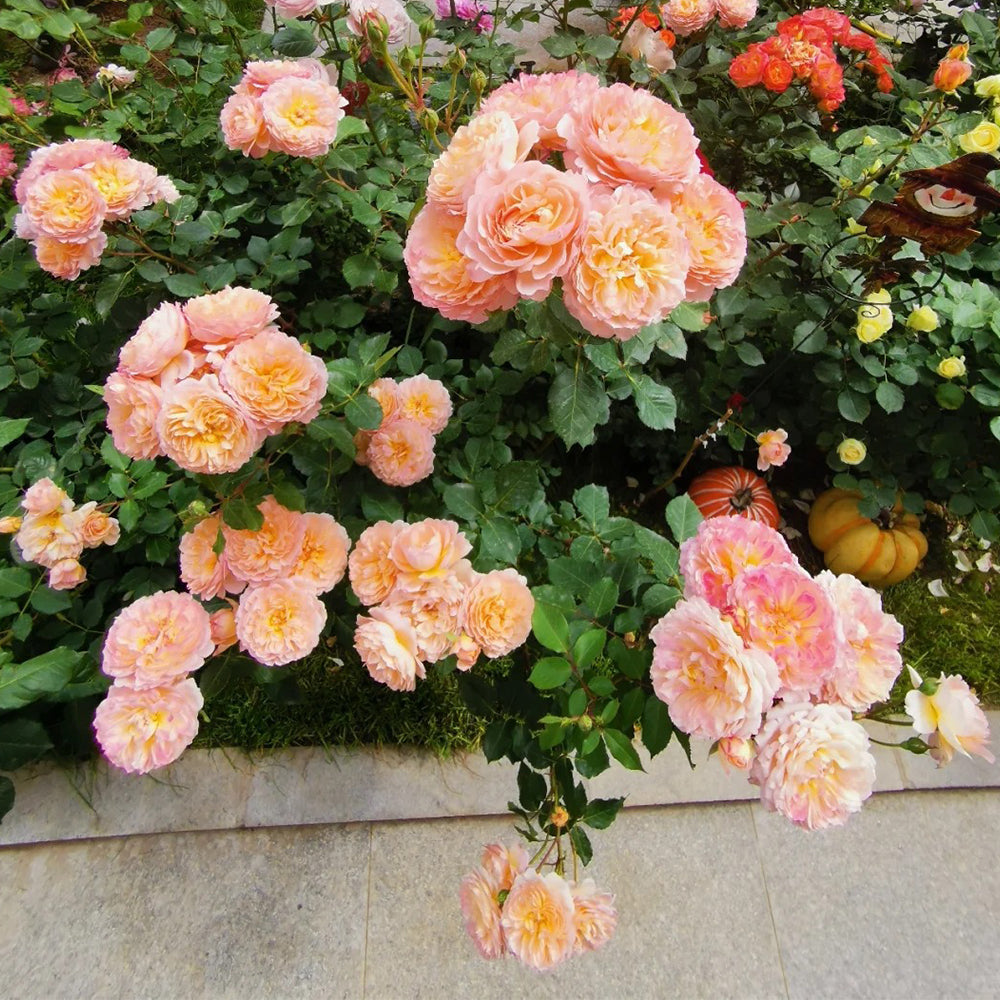 André Turcat French Florist Shrub Rose