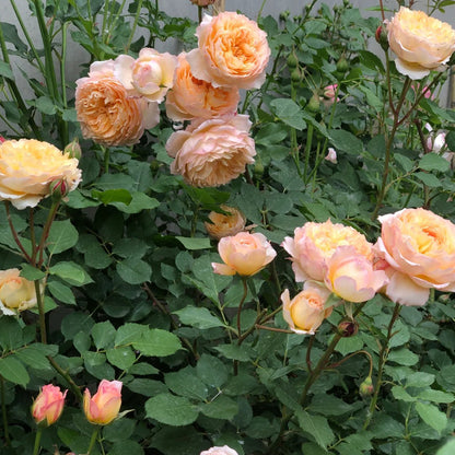 André Turcat French Florist Shrub Rose