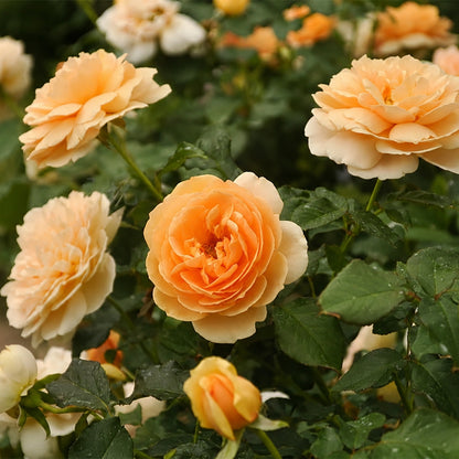 Angelika Japanese Florist Shrub Rose