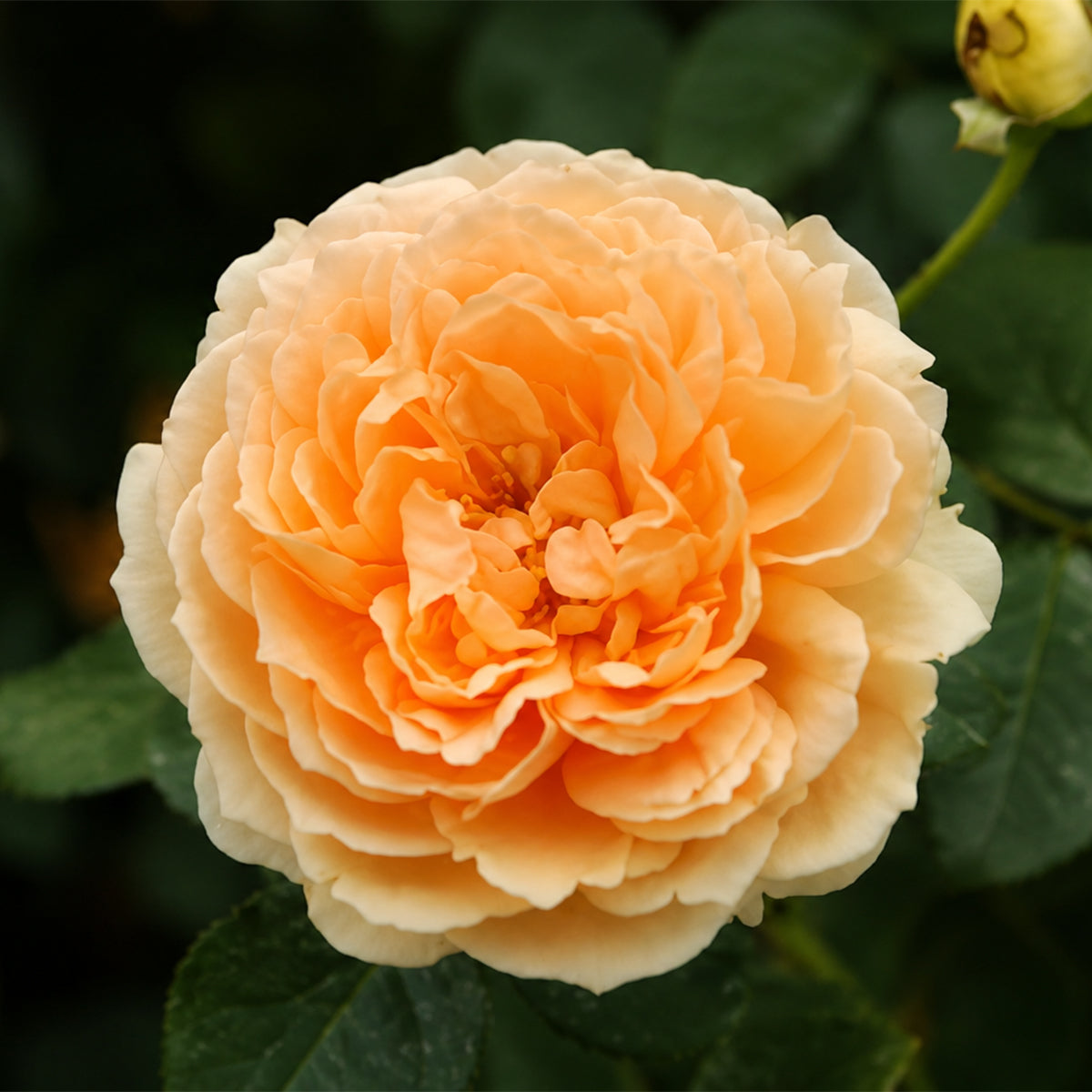 Angelika Japanese Florist Shrub Rose
