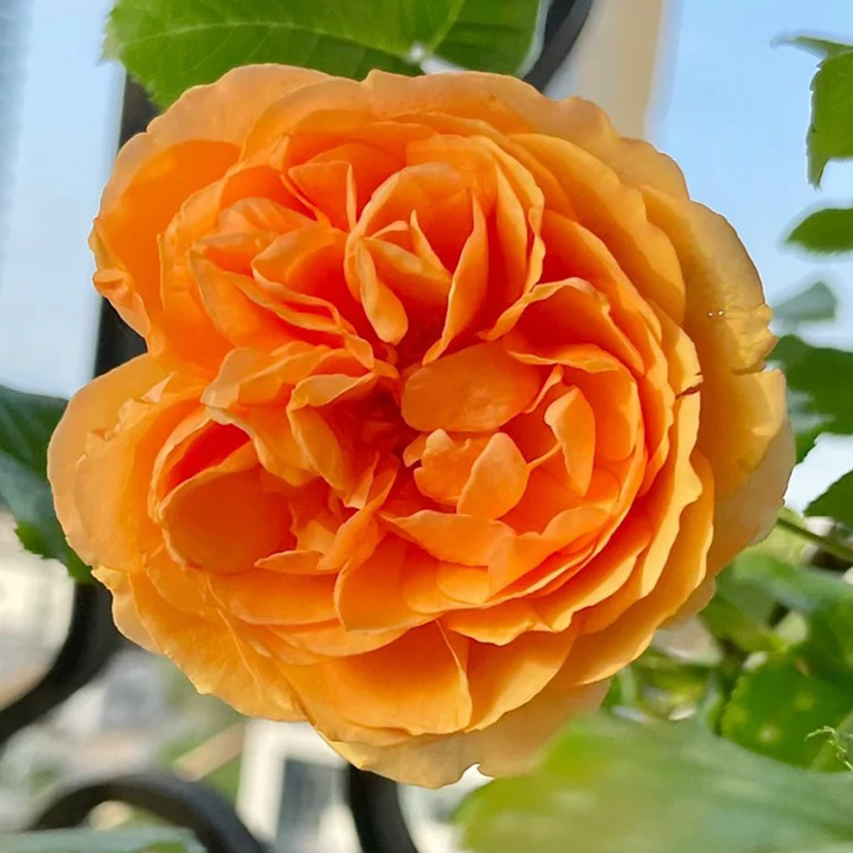Angelika Japanese Florist Shrub Rose