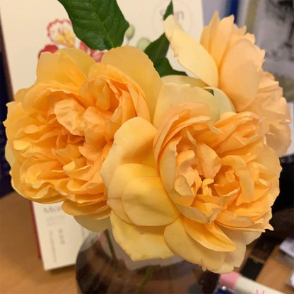 Angelika Japanese Florist Shrub Rose