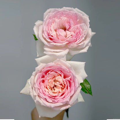 Ange qui Reve Florist Shrub Rose