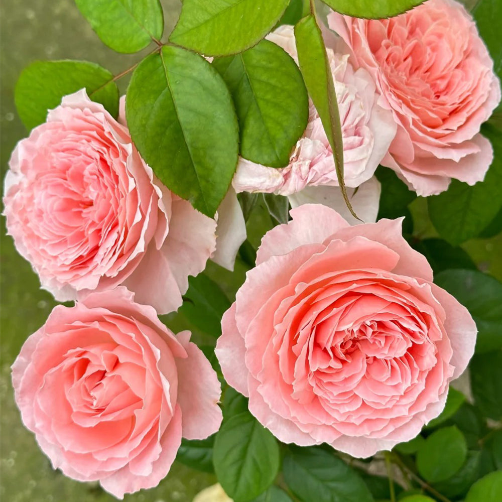 Anne-Sophie Pic French Florist Shrub Rose