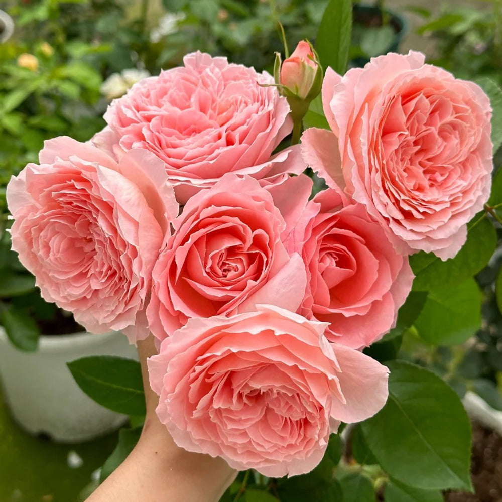 Anne-Sophie Pic French Florist Shrub Rose – Highgarden Roses