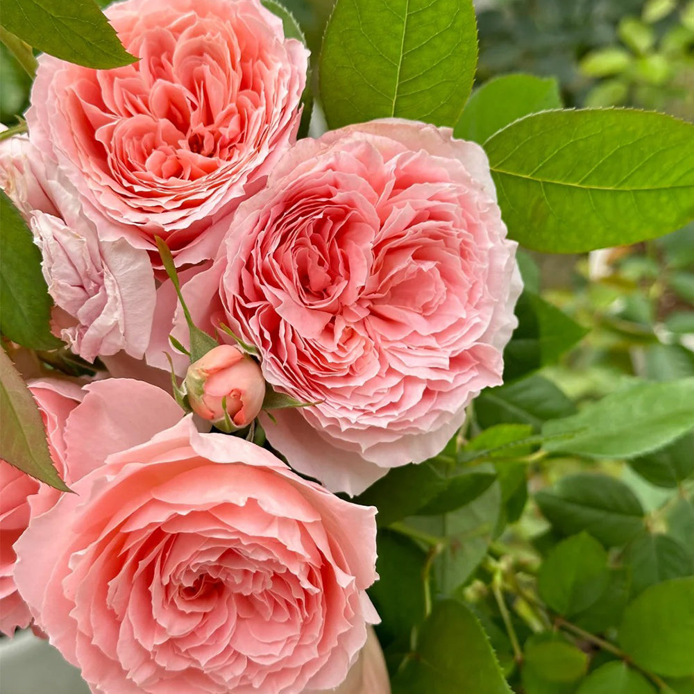 Anne-Sophie Pic French Florist Shrub Rose