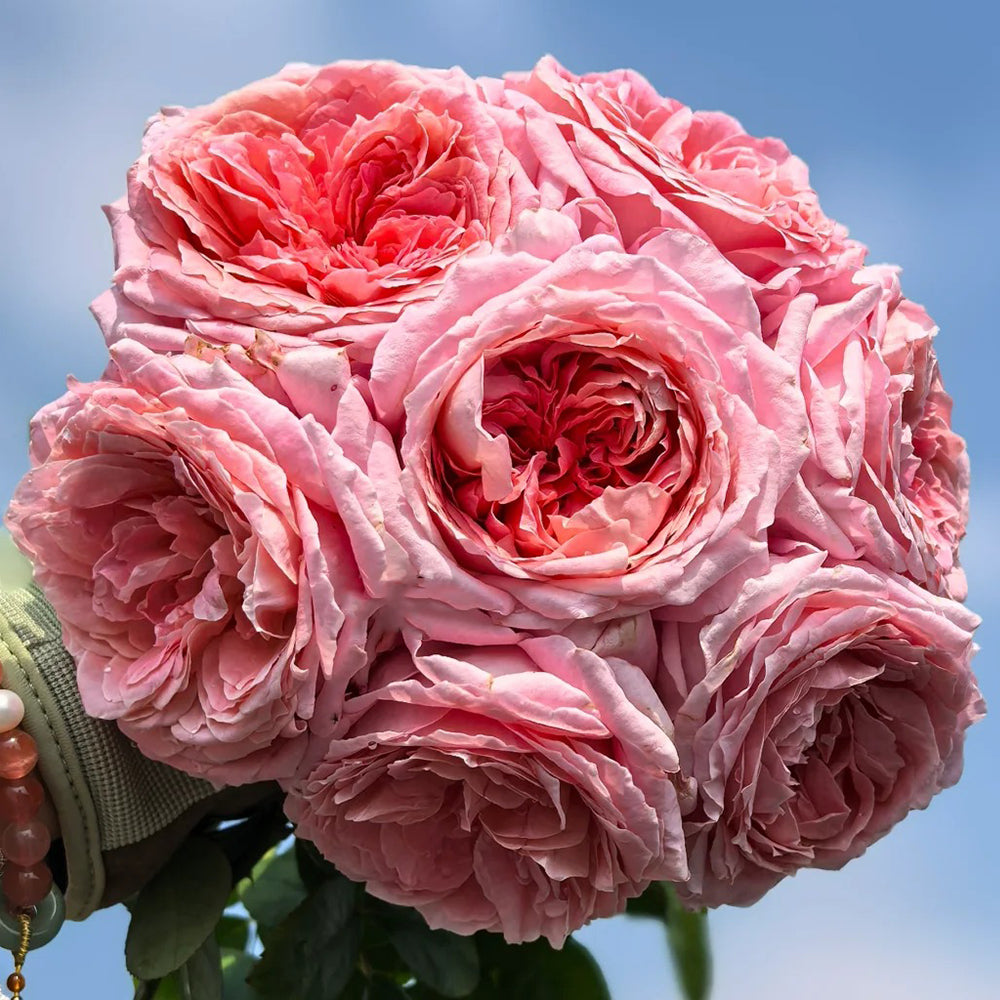 Annette Roses Flowers Anne-Sophie Pic French Florist Shrub Rose – Highgarden Roses