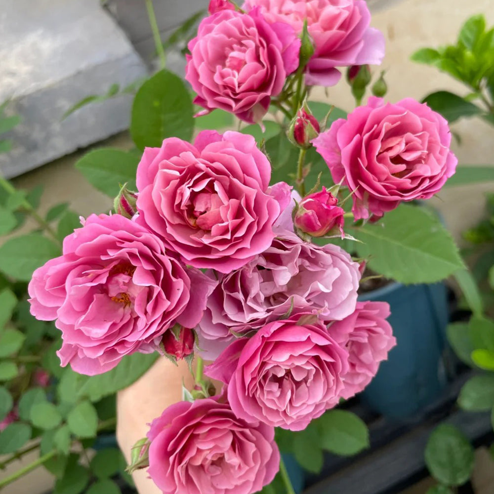 Aoi Japanese Florist Shrub Rose