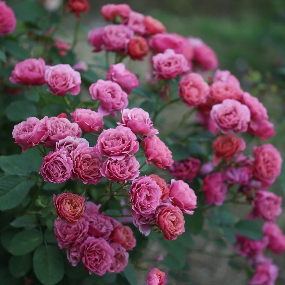 Aoi Japanese Florist Shrub Rose