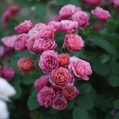 Aoi Japanese Florist Shrub Rose