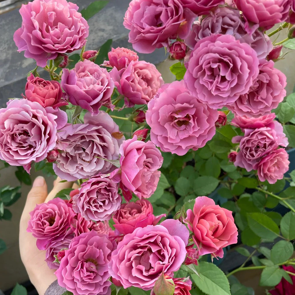 Aoi Japanese Florist Shrub Rose – Highgarden Roses