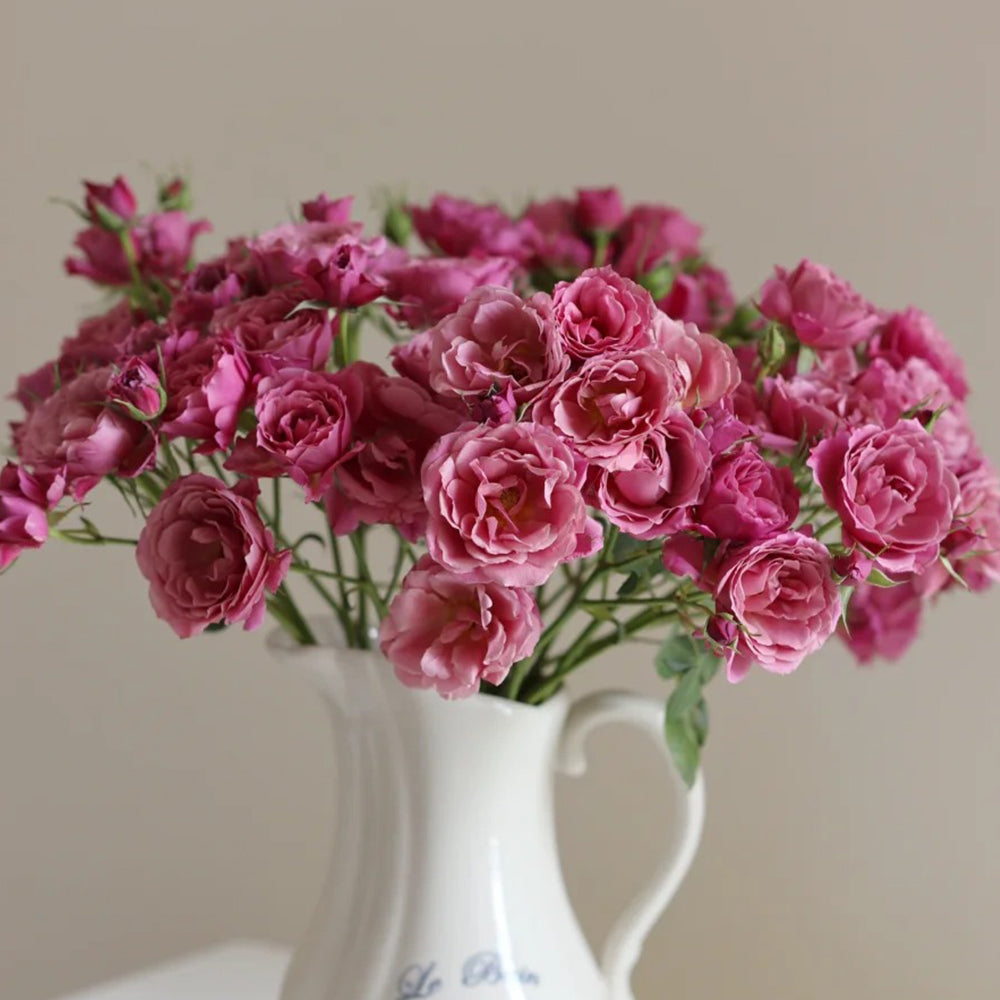 Aoi Japanese Florist Shrub Rose – Highgarden Roses