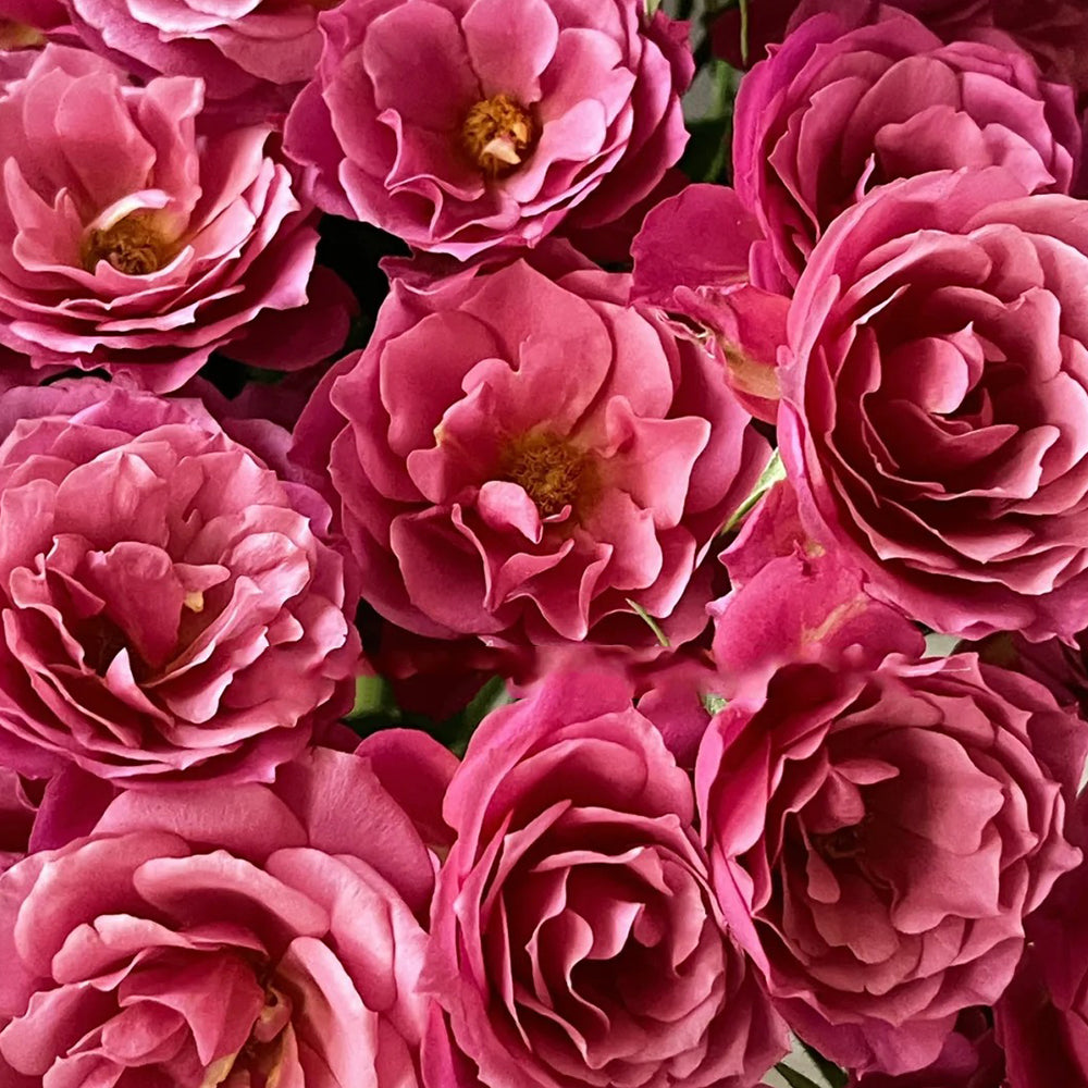 じゅいぽん】COLORIS ローズピンク4.0 4箱 Aoi Japanese Florist Shrub