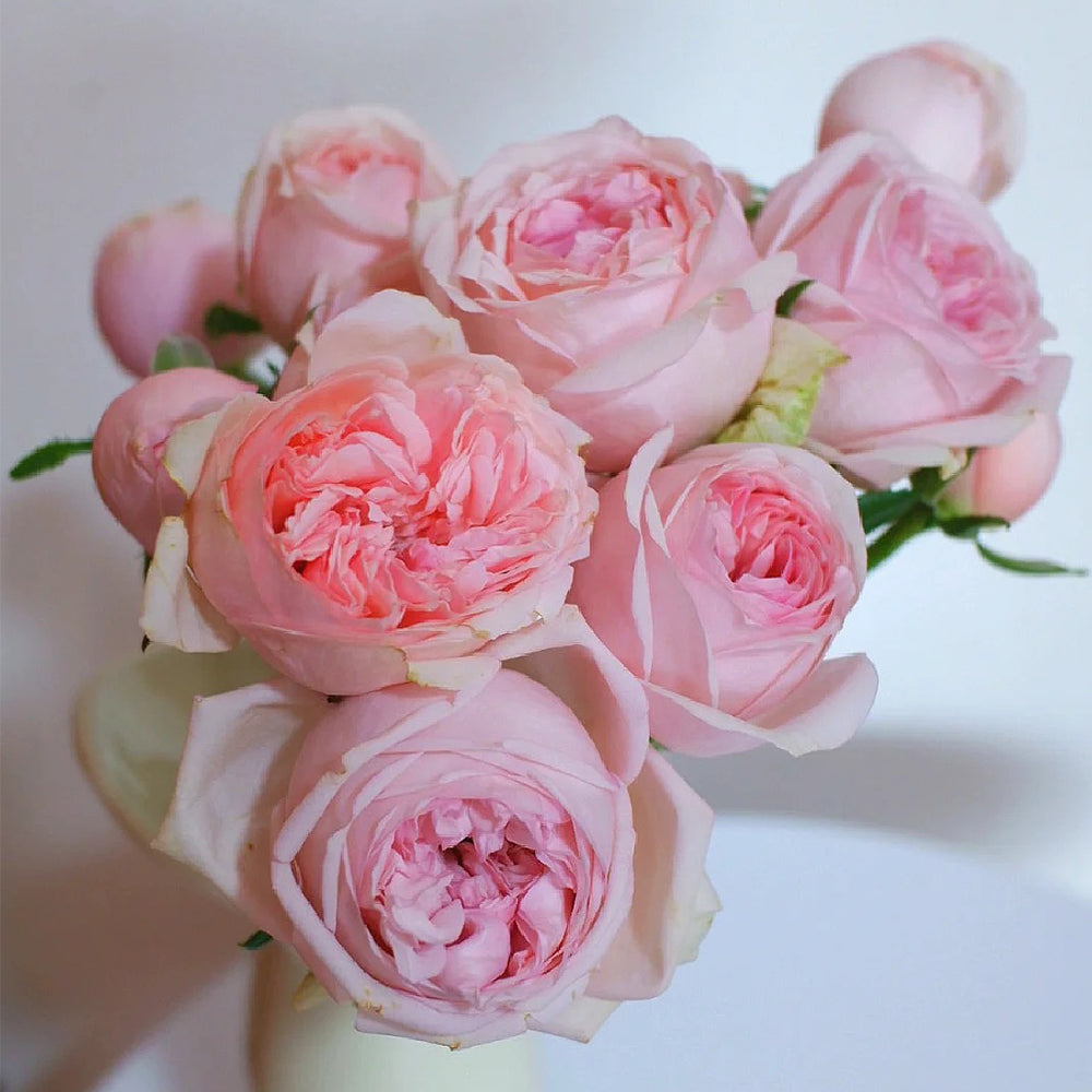 Aphrodite German Florist Shrub Rose