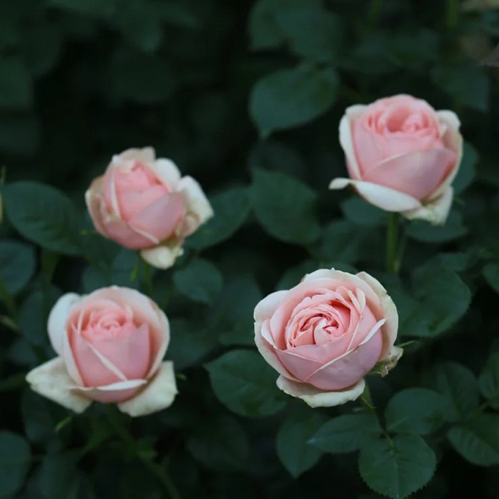 Aphrodite German Florist Shrub Rose