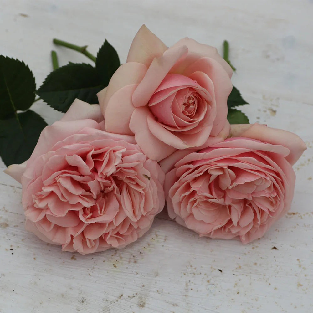 Aphrodite German Florist Shrub Rose