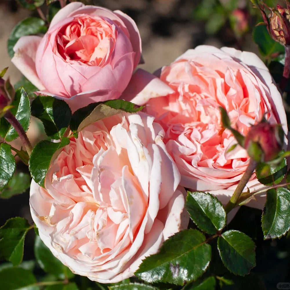 Aphrodite German Florist Shrub Rose