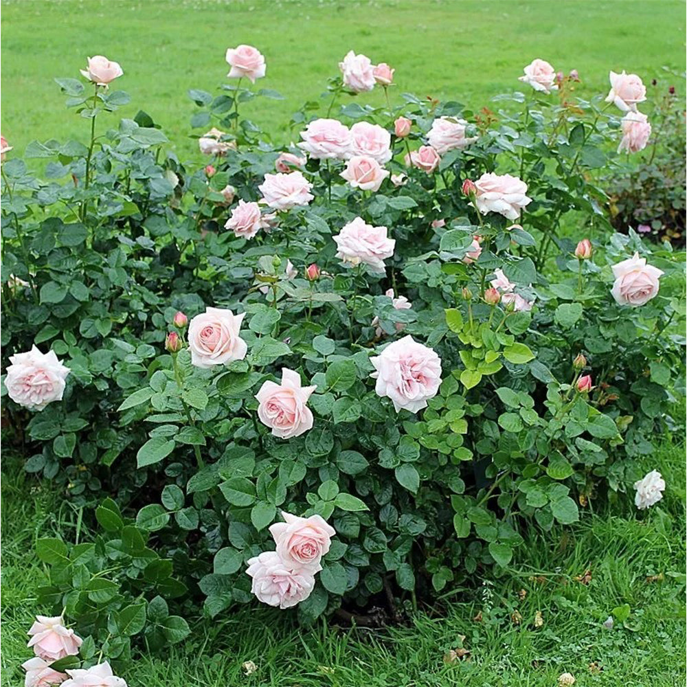 Aphrodite German Florist Shrub Rose