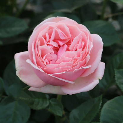 Aphrodite German Florist Shrub Rose