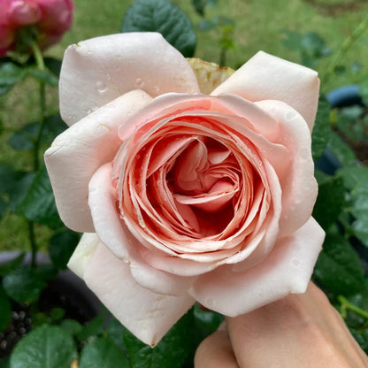 Aphrodite German Florist Shrub Rose