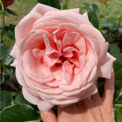 Aphrodite German Florist Shrub Rose