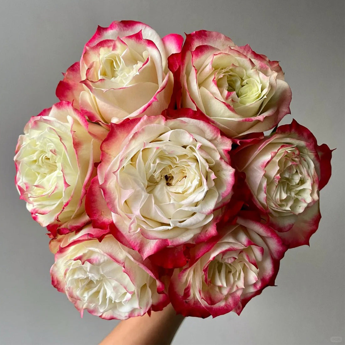 Apple Jack Netherlands Florist Shrub Rose