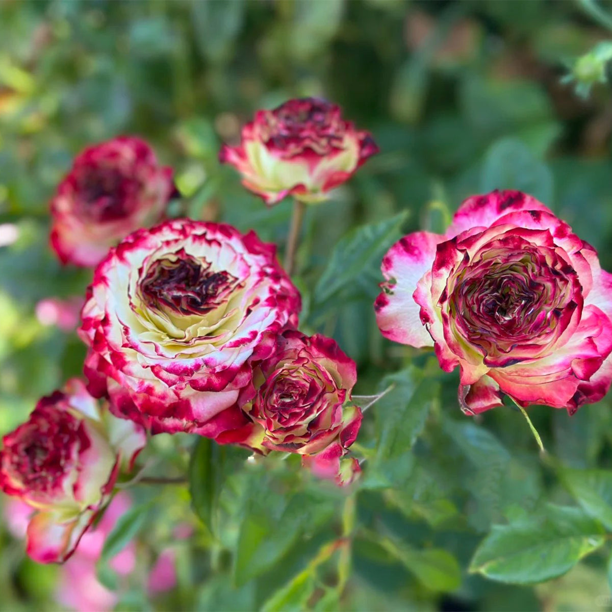 Apple Jack Netherlands Florist Shrub Rose Bush For Sale