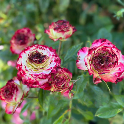 Apple Jack Netherlands Florist Shrub Rose