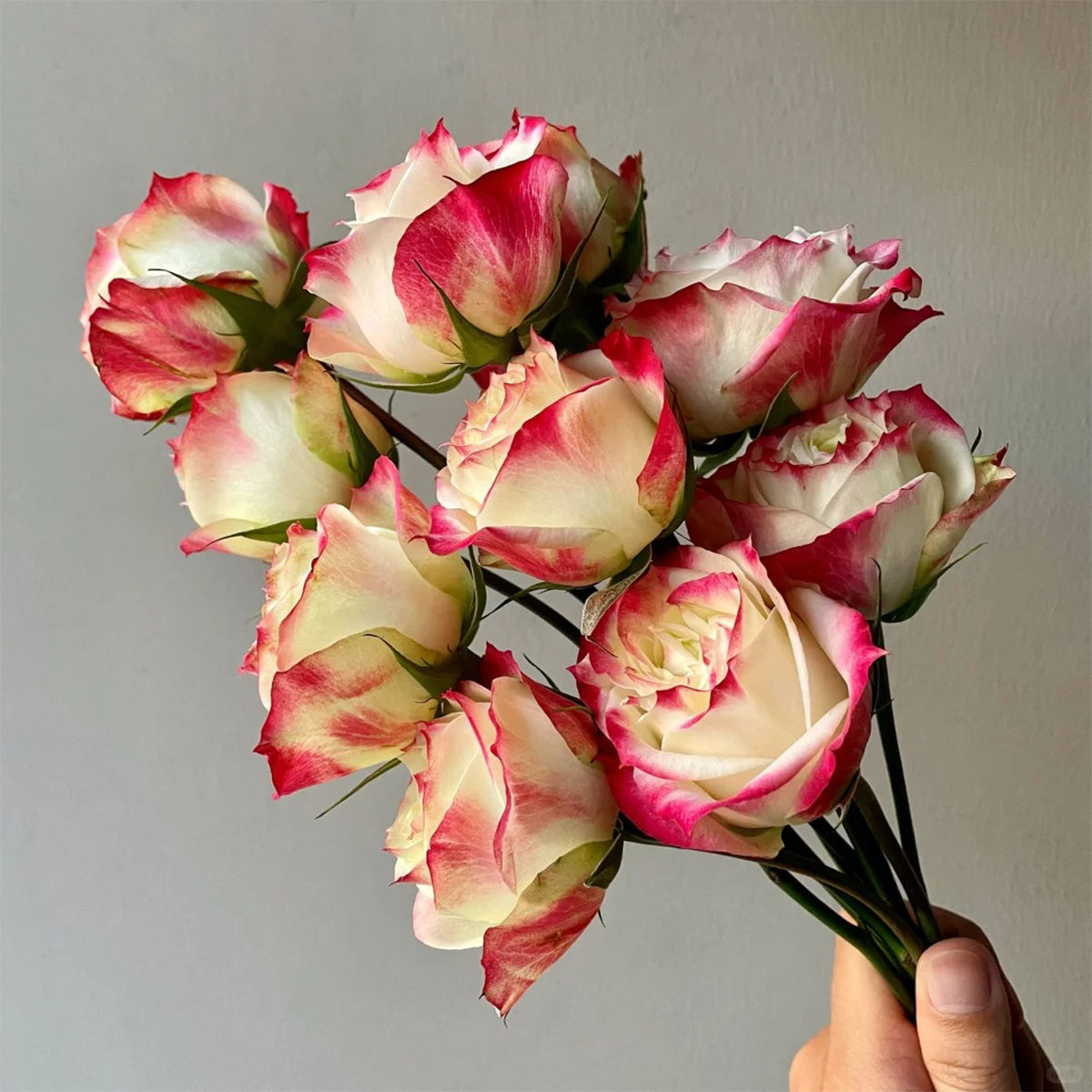 Apple Jack Netherlands Florist Shrub Rose