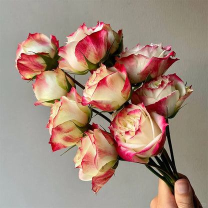 Apple Jack Netherlands Florist Shrub Rose