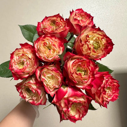 Apple Jack Netherlands Florist Shrub Rose