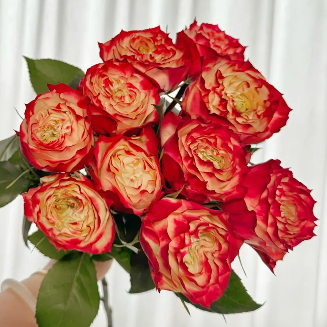 Apple Jack Netherlands Florist Shrub Rose