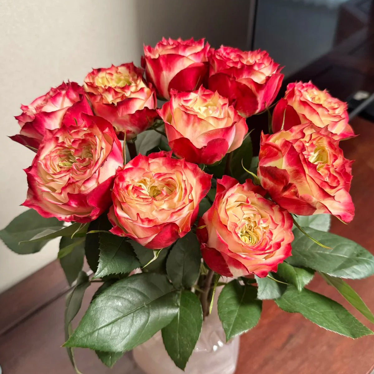 Apple Jack Netherlands Florist Shrub Rose