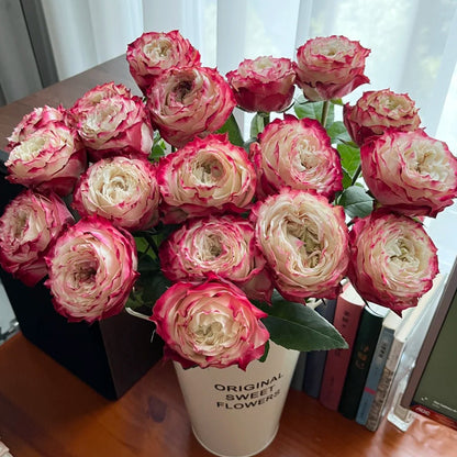Apple Jack Netherlands Florist Shrub Rose