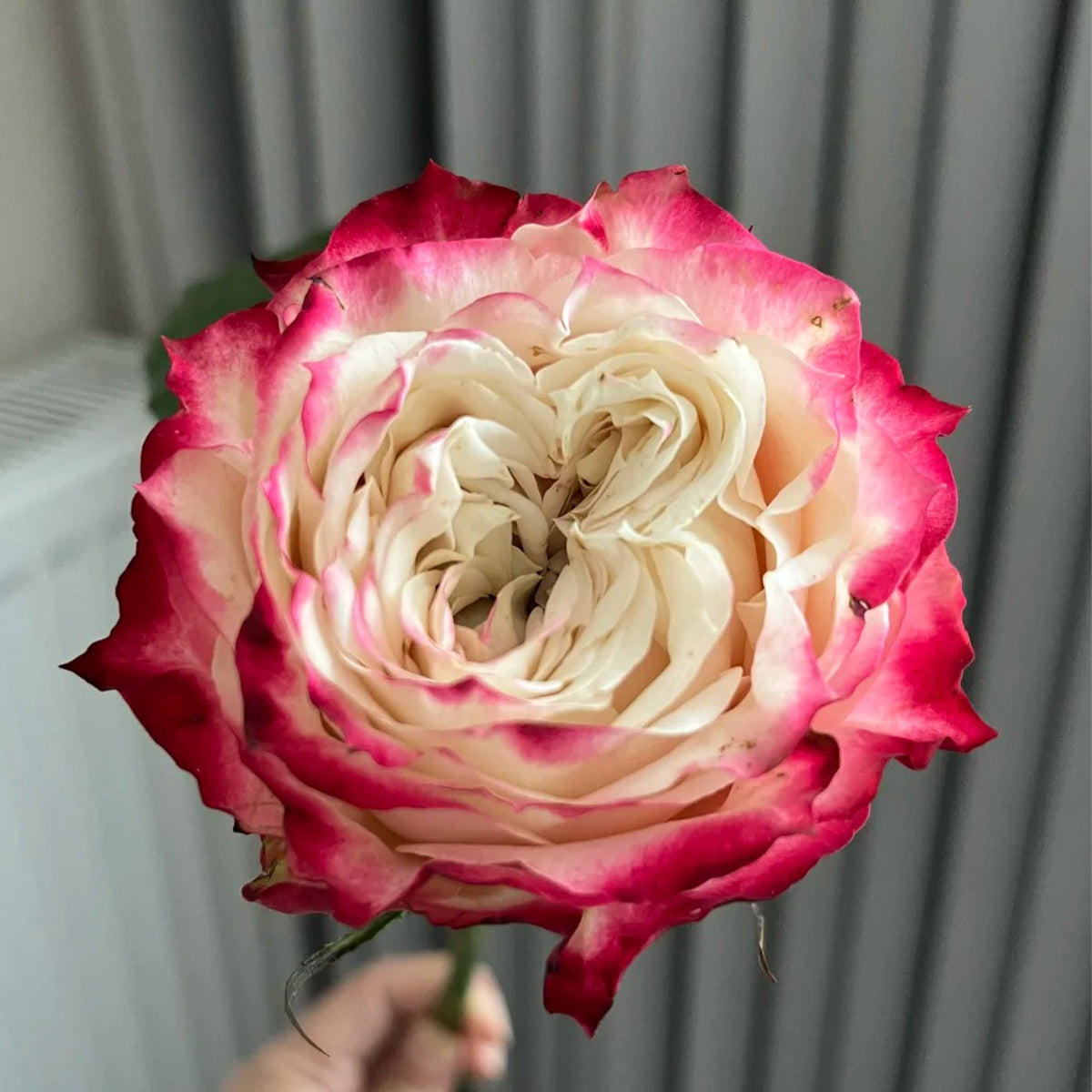 Apple Jack Netherlands Florist Shrub Rose