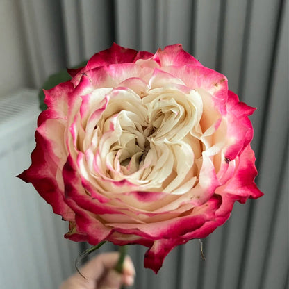 Apple Jack Netherlands Florist Shrub Rose