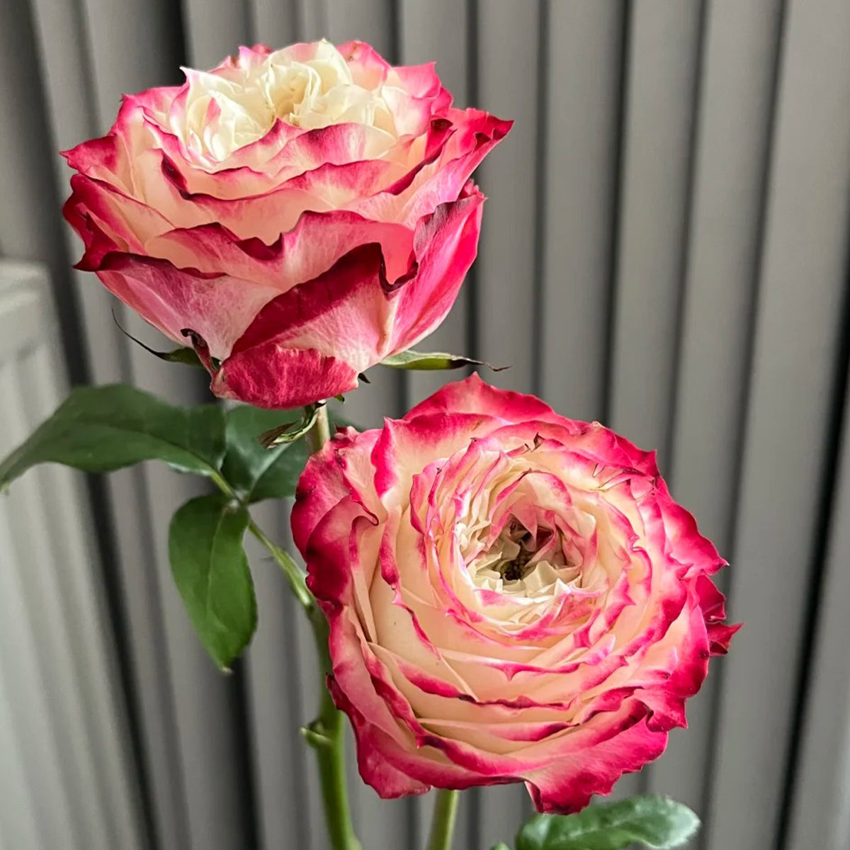 Apple Jack Netherlands Florist Shrub Rose