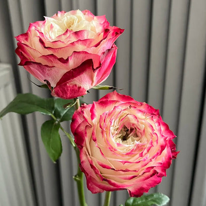 Apple Jack Netherlands Florist Shrub Rose