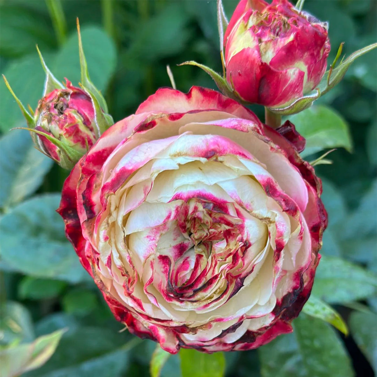Apple Jack Netherlands Florist Shrub Rose