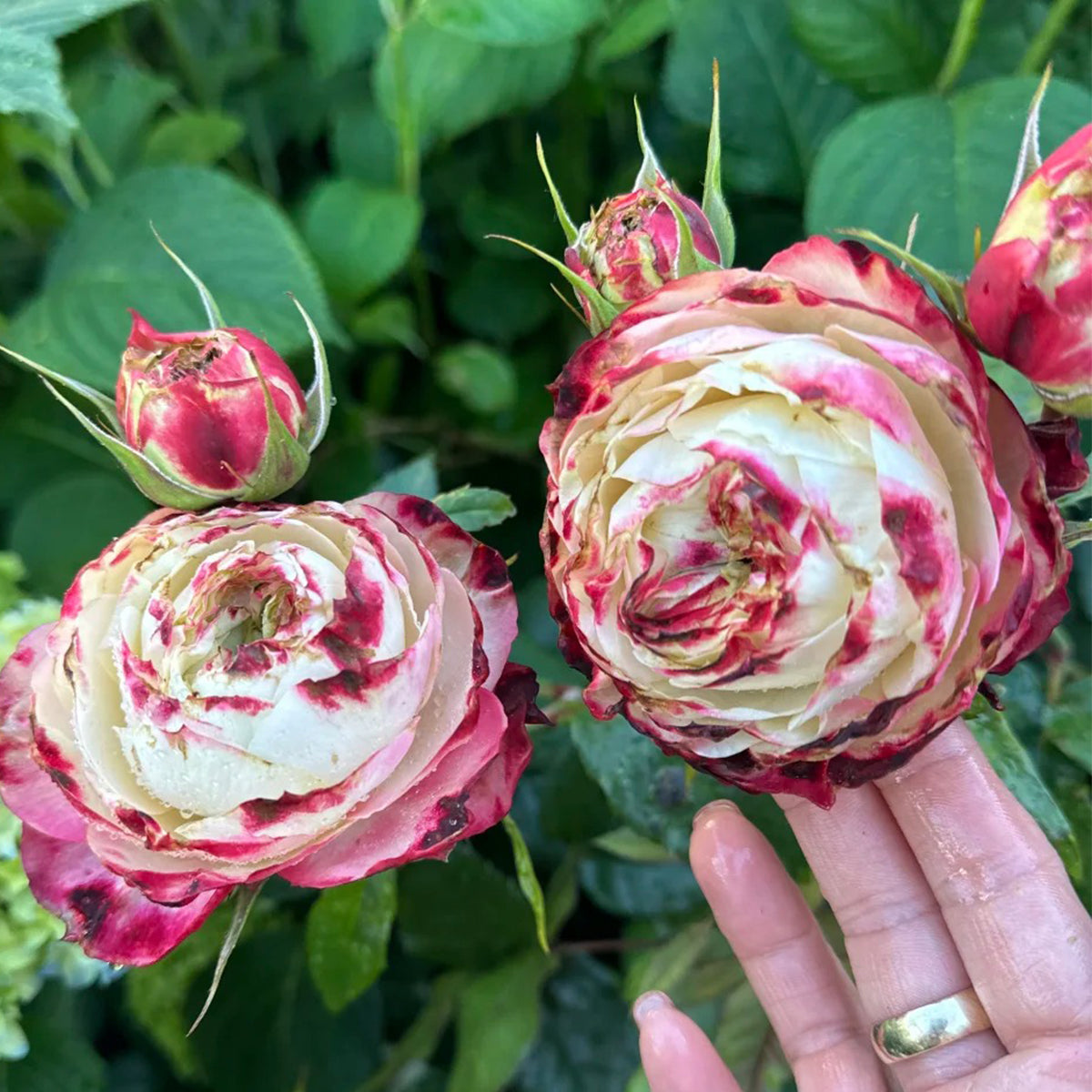 Apple Jack Netherlands Florist Shrub Rose