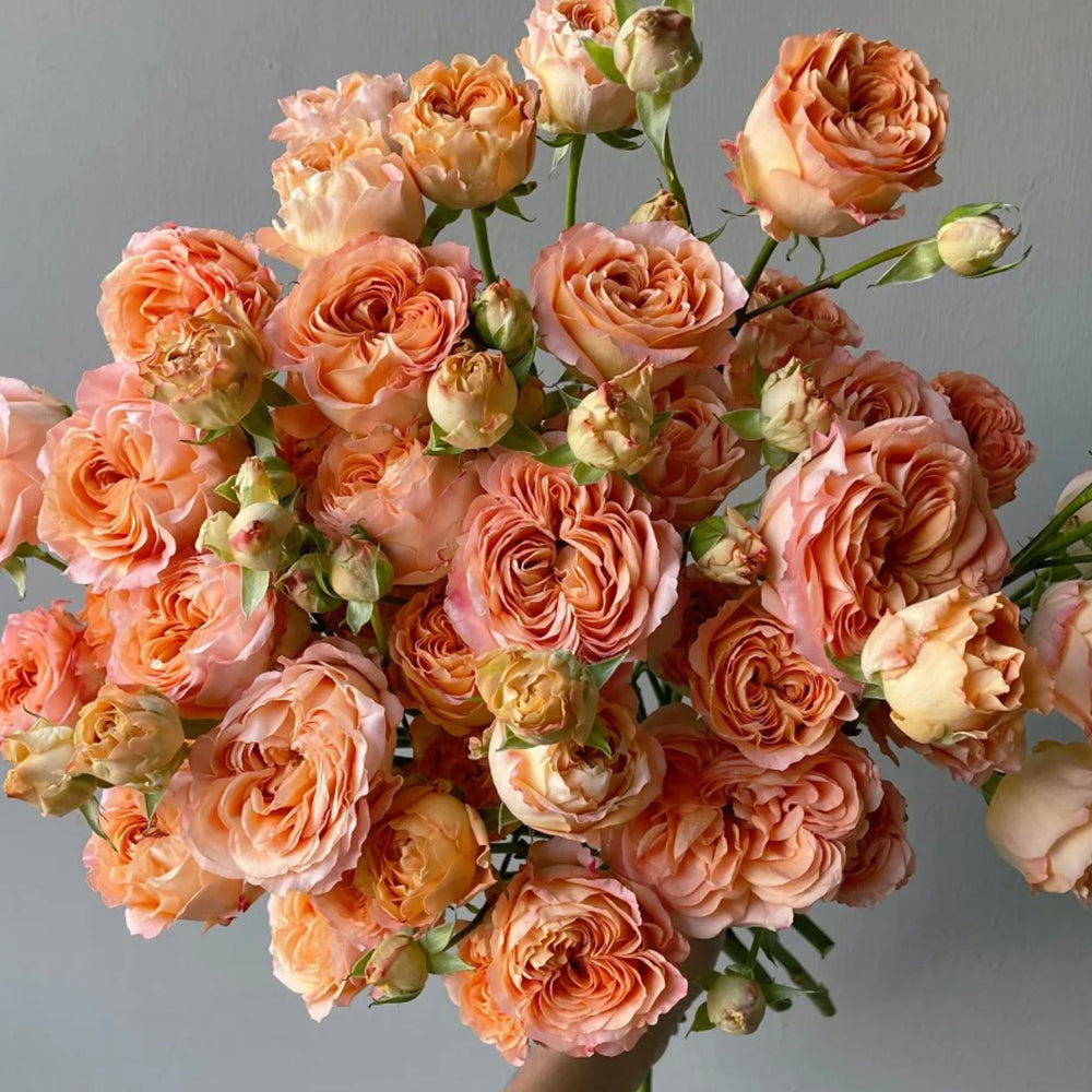 Apricot Lace Dutch Florist Shrub Rose – Highgarden Roses